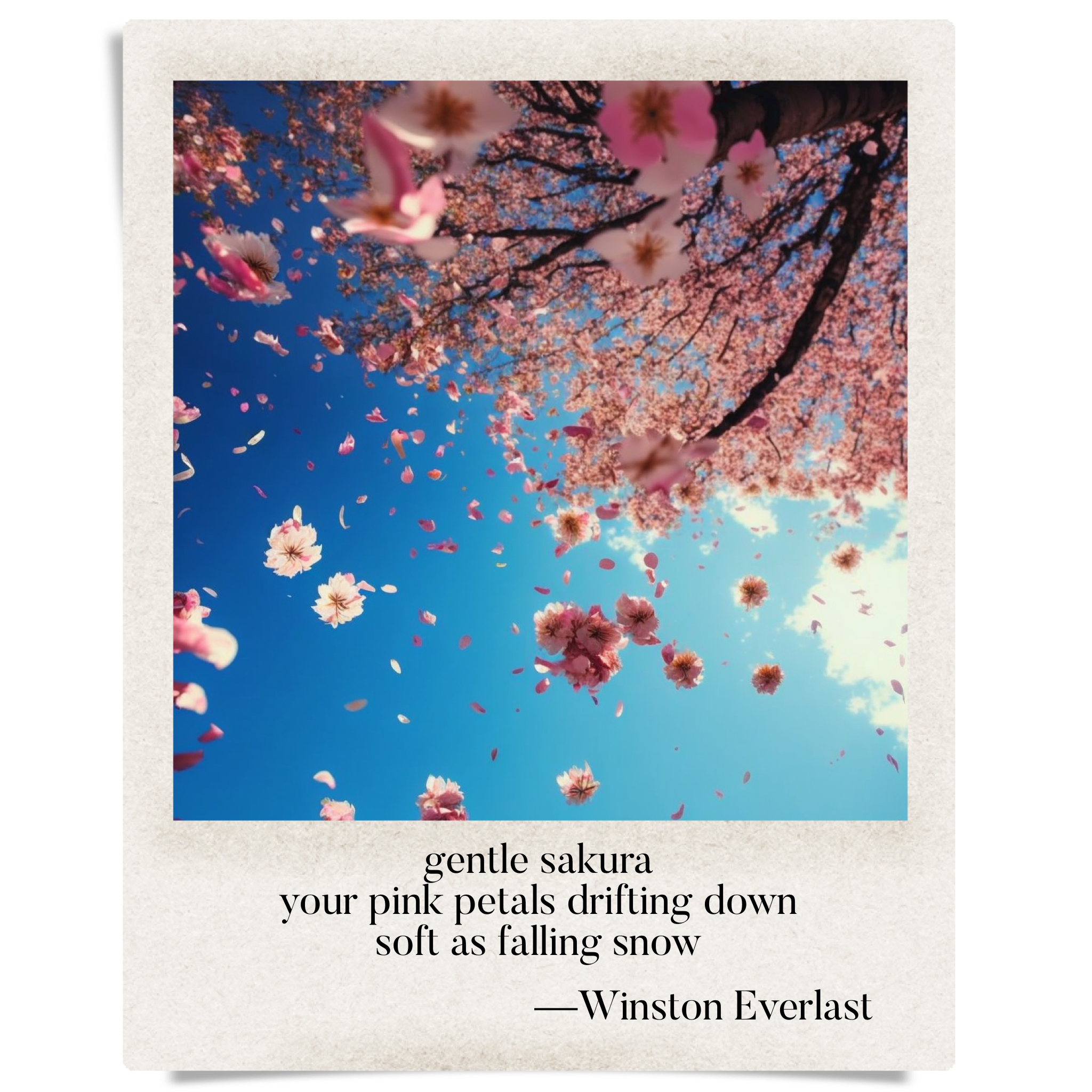 gentle sakura / your pink petals drifting down / soft as falling snow — haiga by Winston Everlast