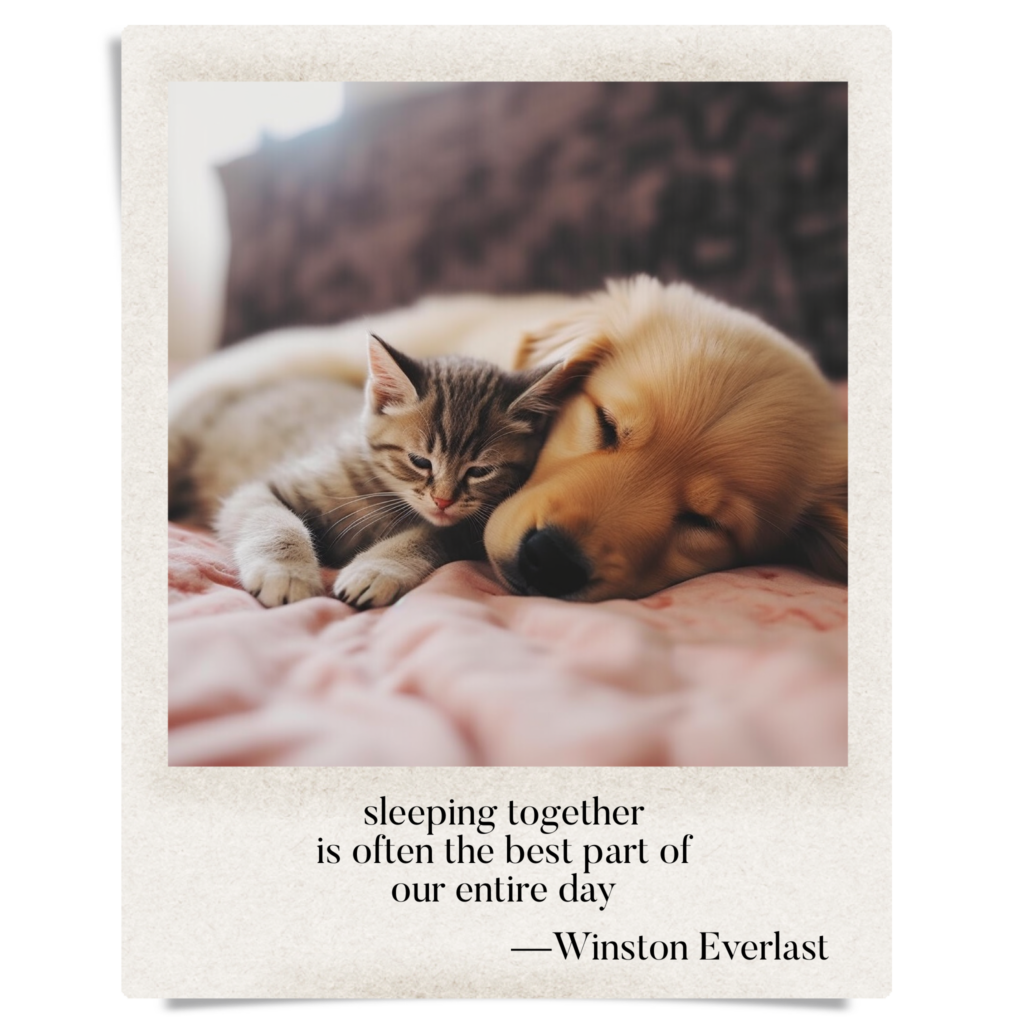 sleeping together / is often the best part of / our entire day — haiga by Winston Everlast