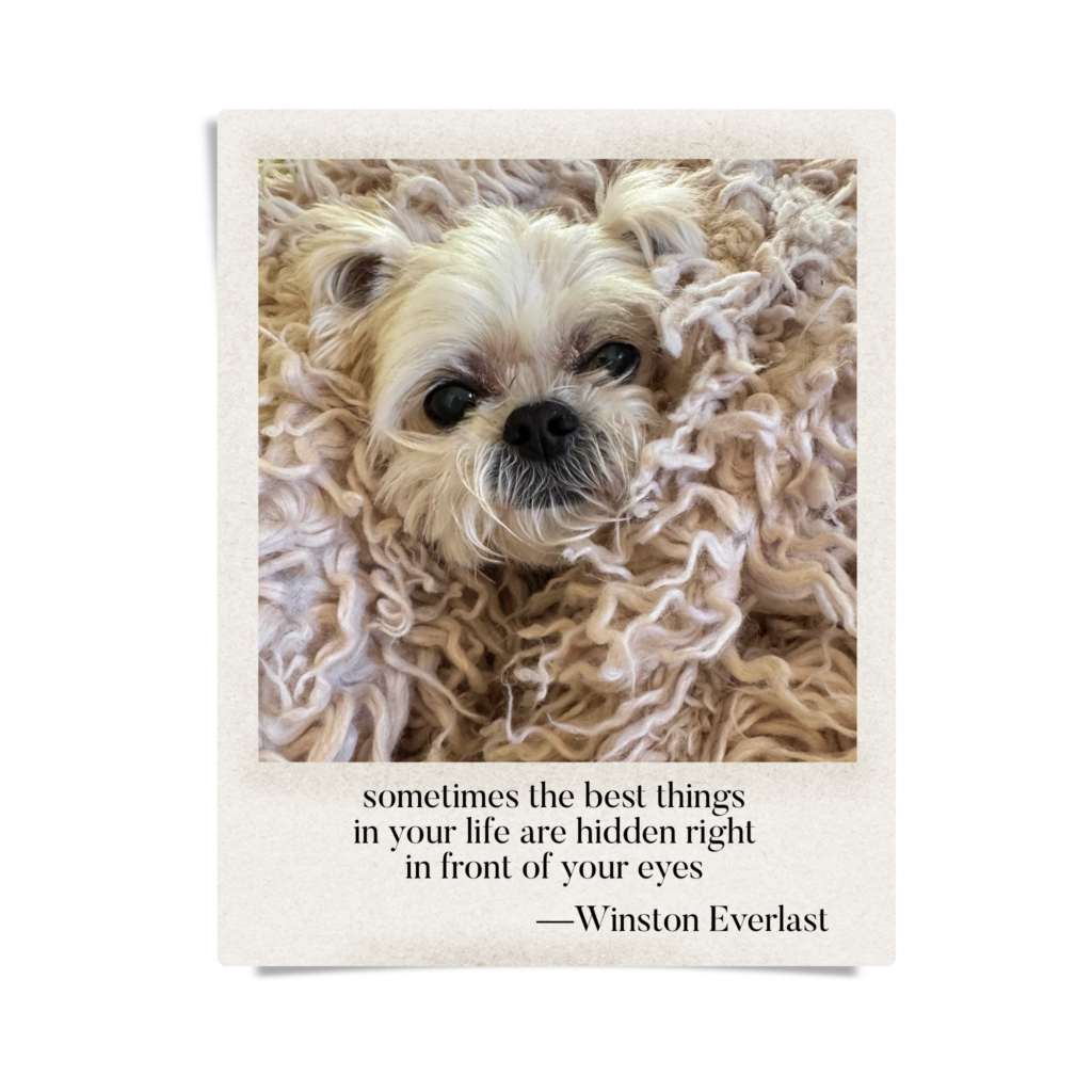 sometimes the best things / in your life are hidden right / in front of your eyes — haiga by Winston Everlast