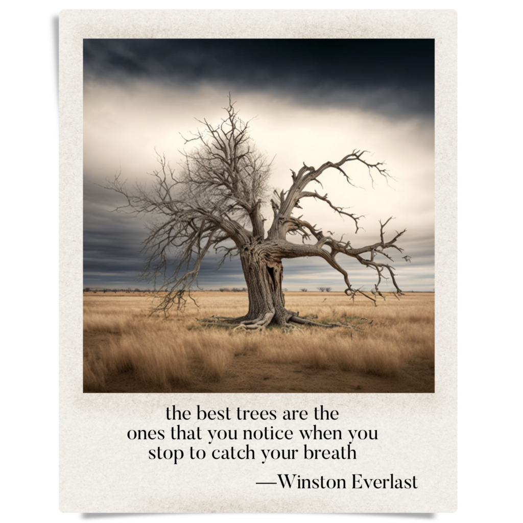 the best trees are the / ones that you notice when you / stop to catch your breath — haiga by Winston Everlast