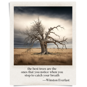 the best trees are the / ones that you notice when you / stop to catch your breath