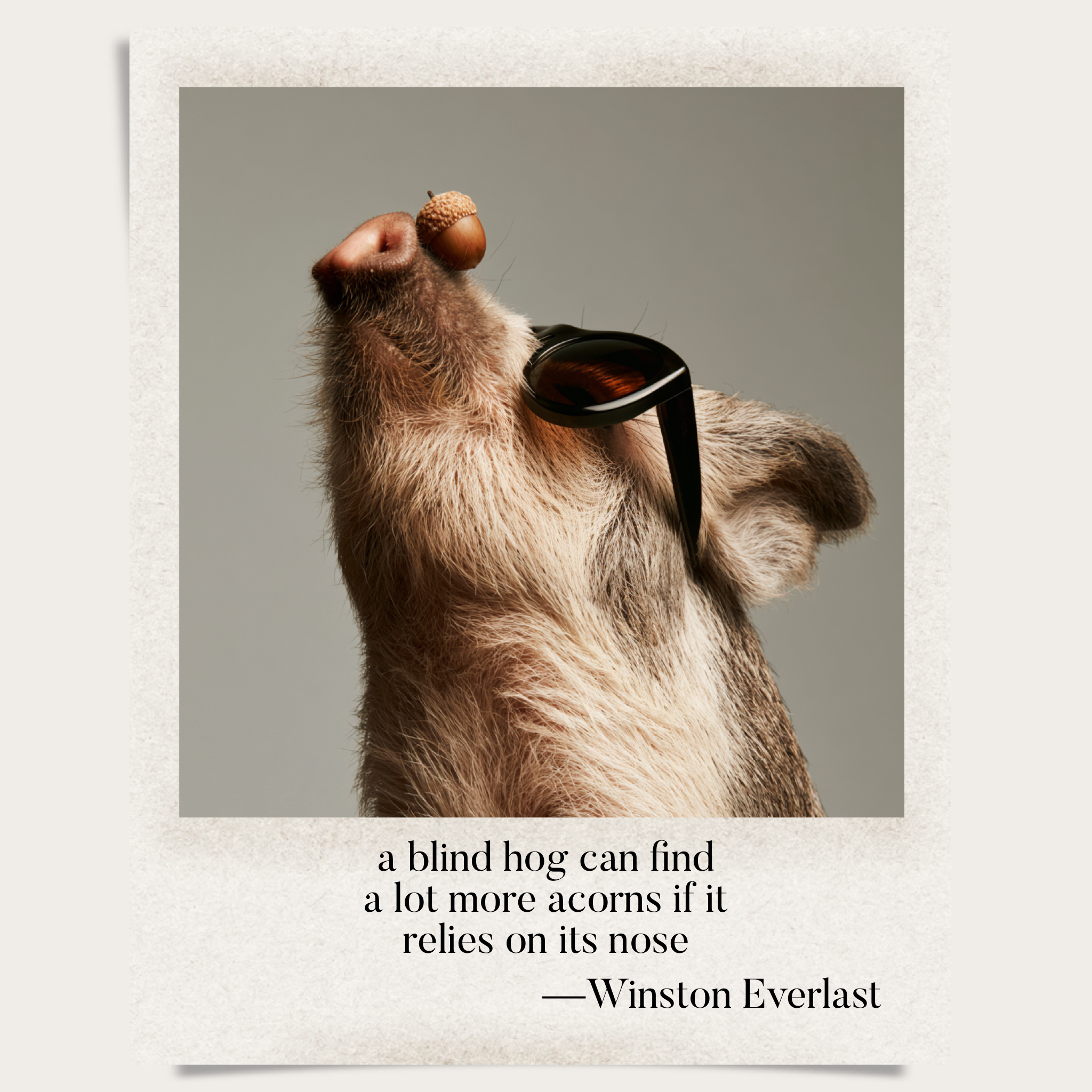 a blind hog can find / a lot more acorns if it / relies on its nose — haiga by Winston Everlast
