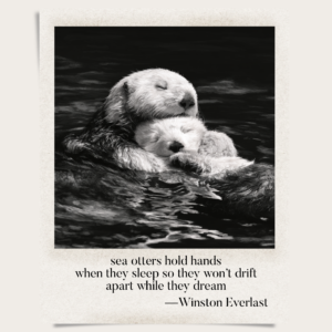 sea otters hold hands / when they sleep so they won't drift / apart while they dream